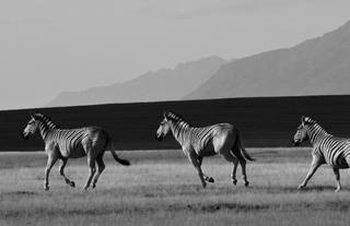 The Quagga's - part of the breeding project on Elandsberg Private Nature Reserve